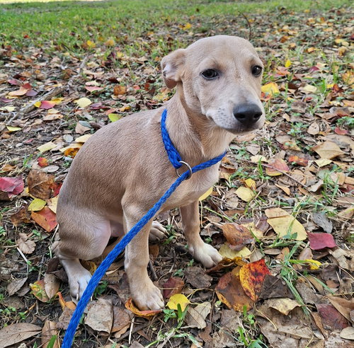 picture of the dog needing adoption