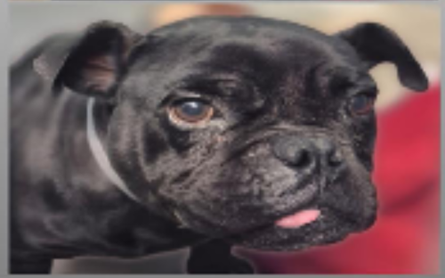 picture of the dog needing adoption
