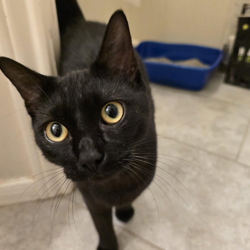 picture of the cat needing adoption