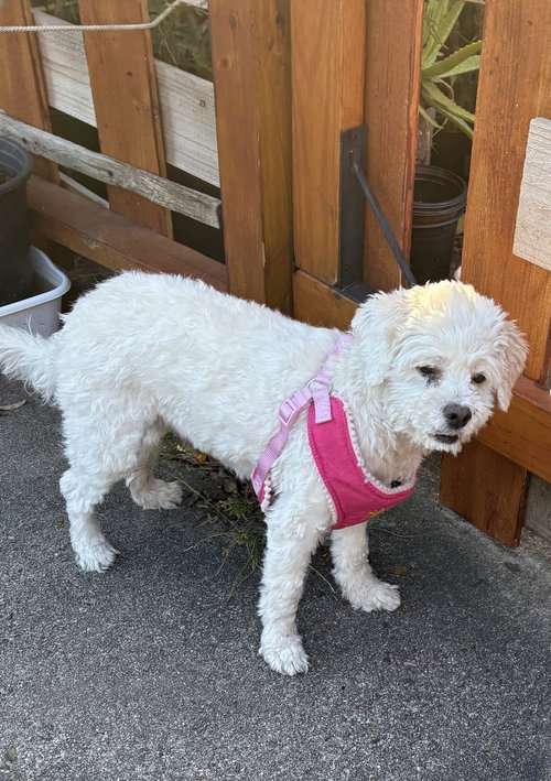 picture of the dog needing adoption