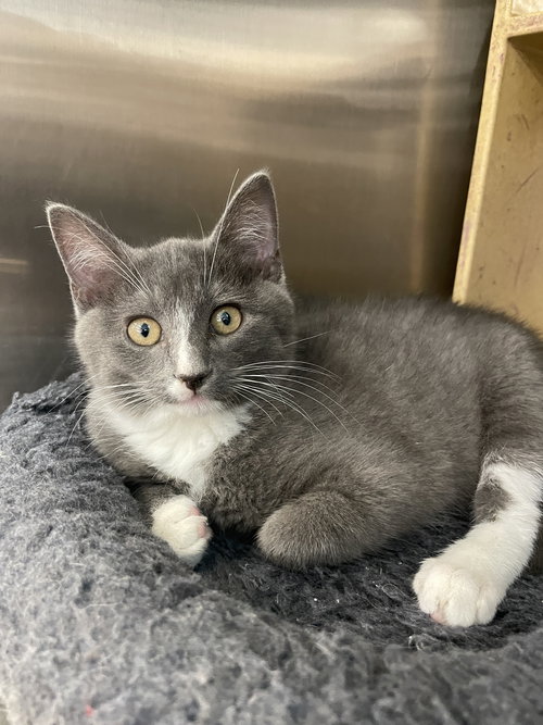 picture of the cat needing adoption