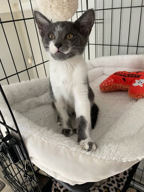 picture of the cat needing adoption