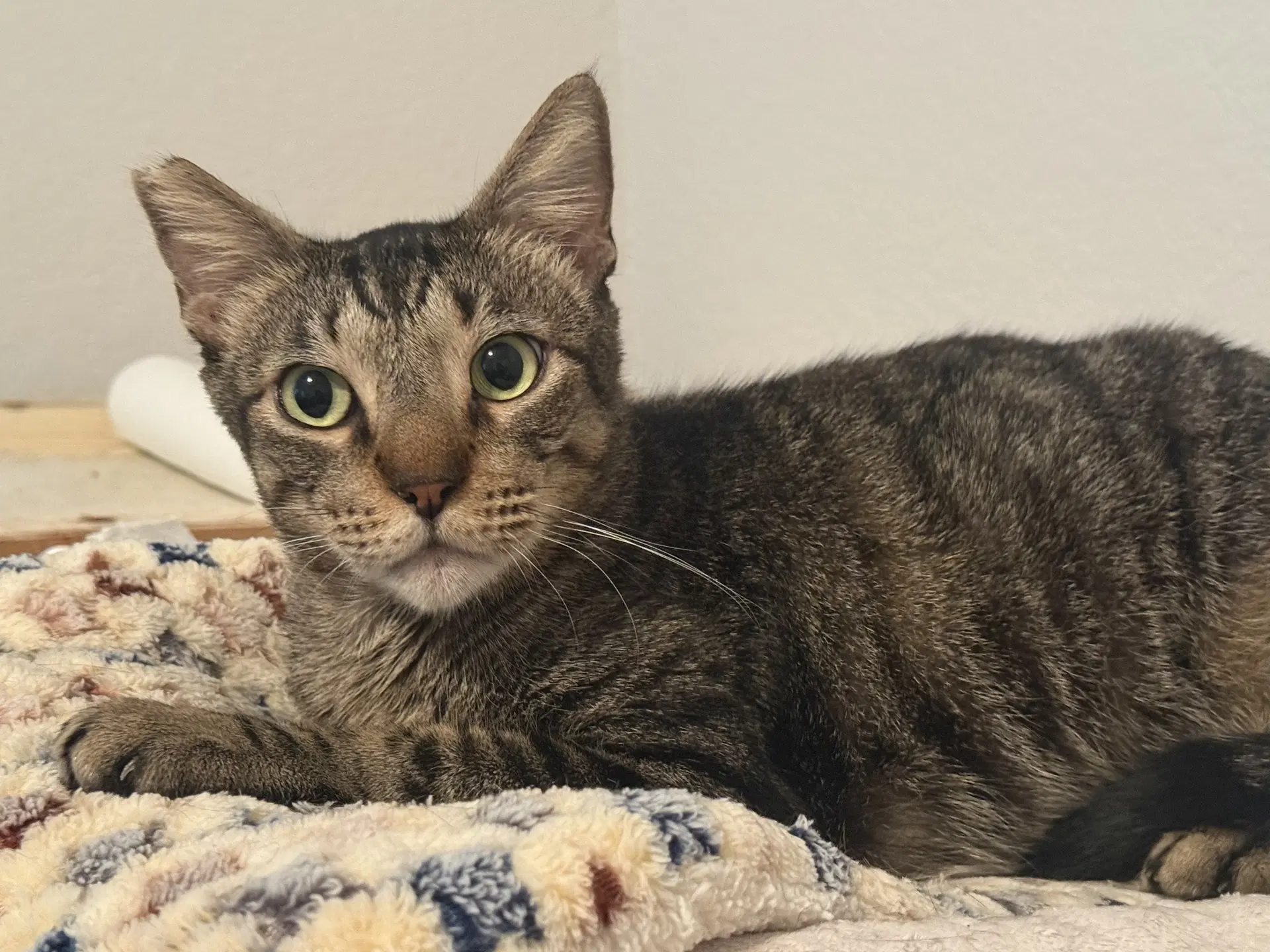 Buddy-Boy - Domestic Short Hair