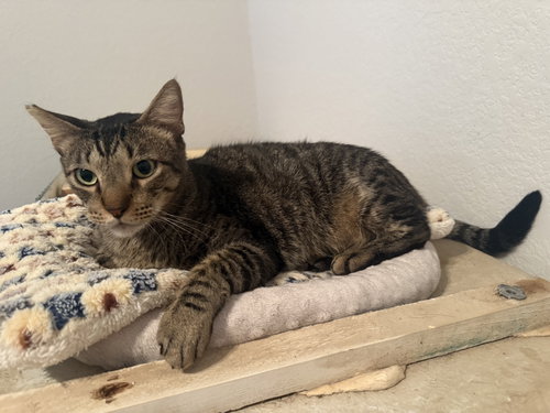 BUDDY-BOY - Domestic Short Hair available for adoption
