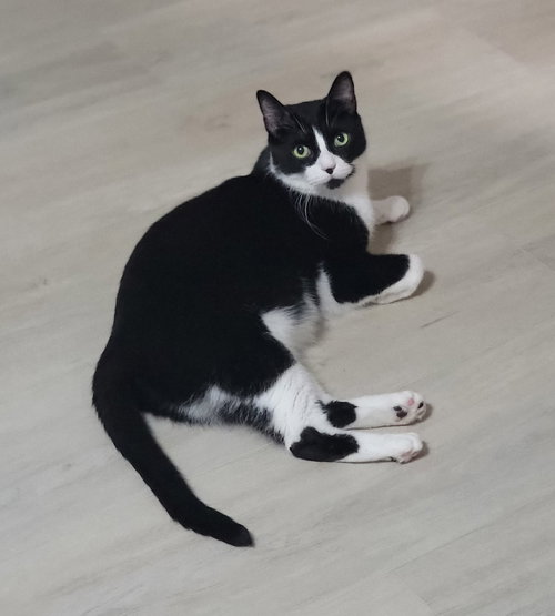 picture of the cat needing adoption