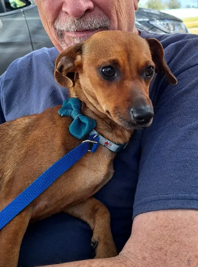 Elonna - Dachshund
