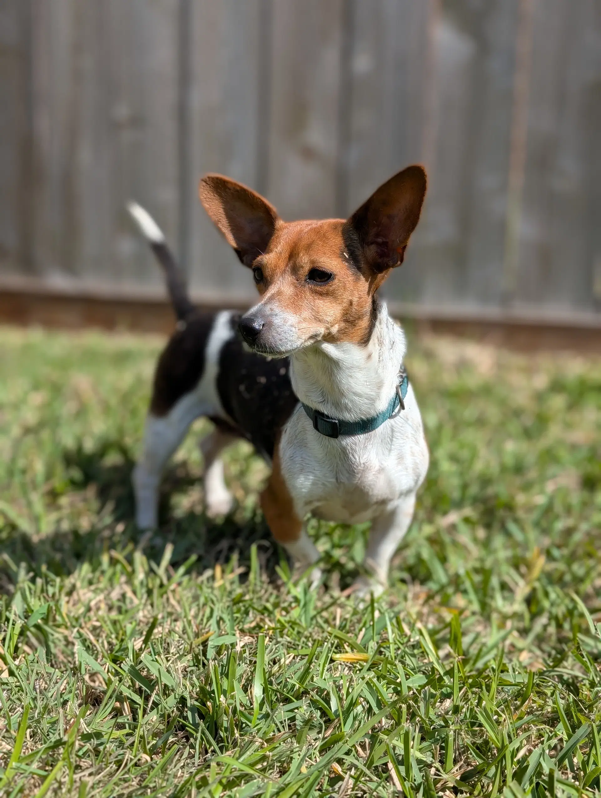 Coletta - Dachshund