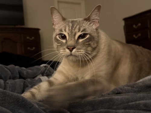 Jerricho, Adult Siamese / Mixed (short coat), cat for adoption in Friendswood, Texas