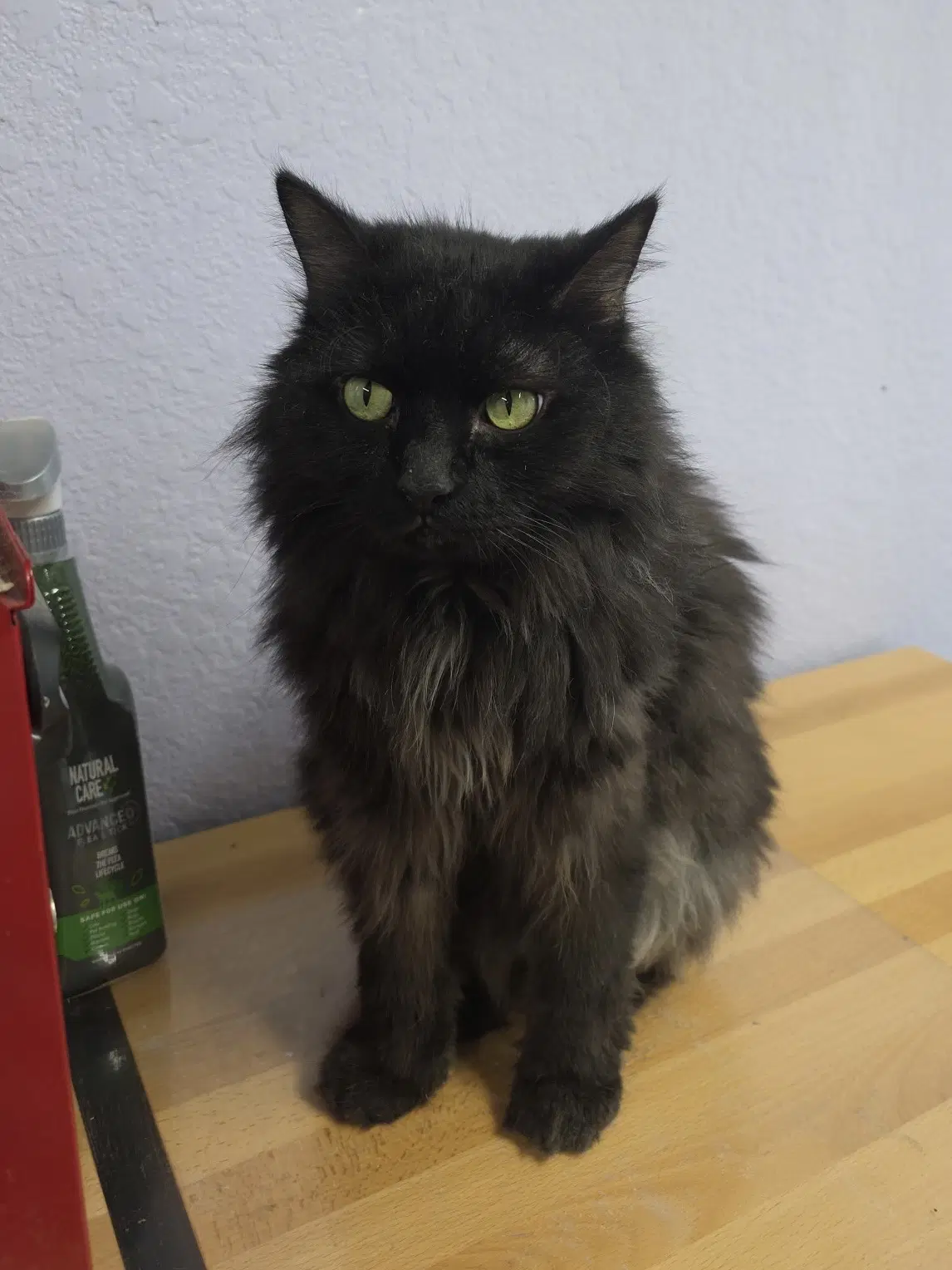 Amore-Mio - Domestic Long Hair