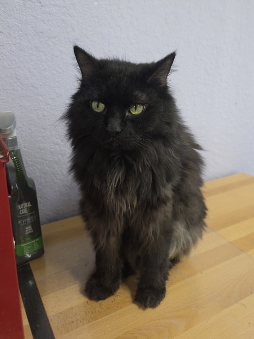 AMORE-MIO - Domestic Long Hair available for adoption