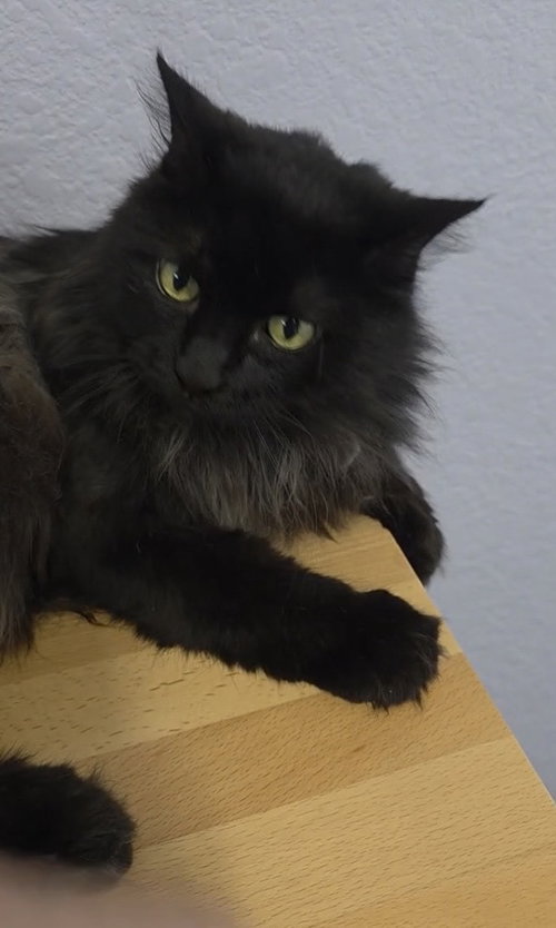 AMORE-MIO - Domestic Long Hair available for adoption