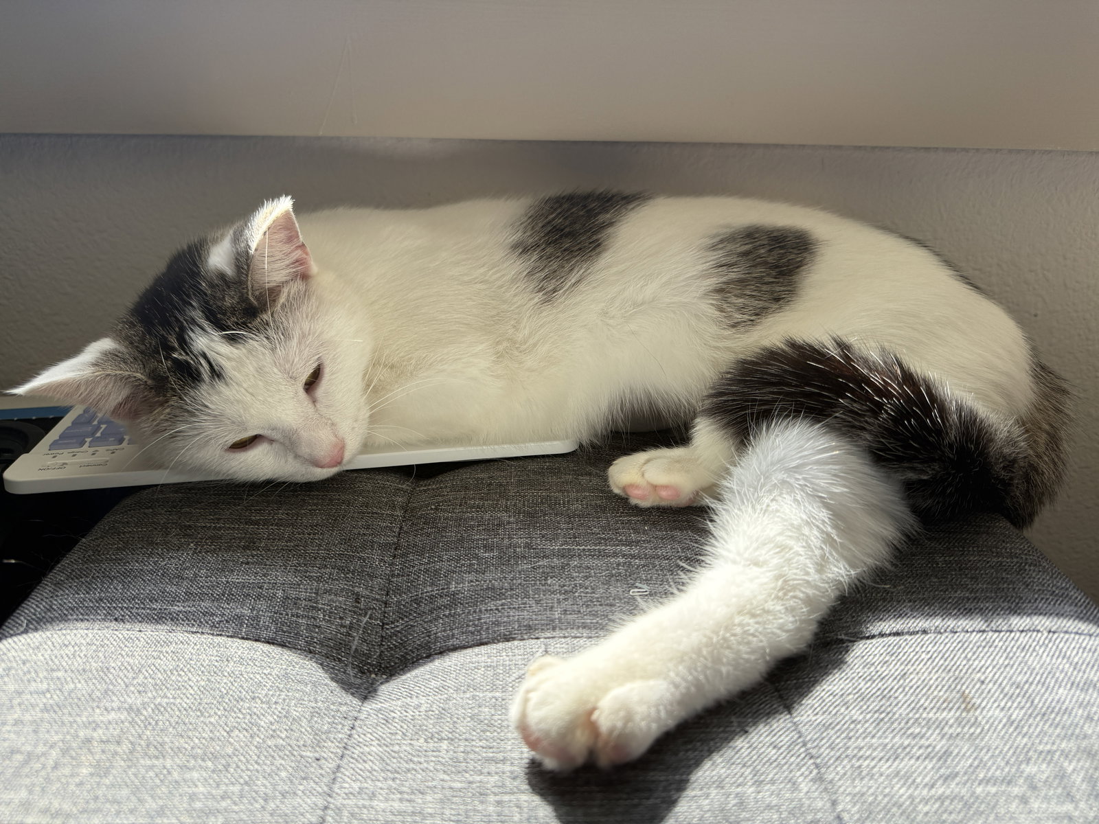Mousey