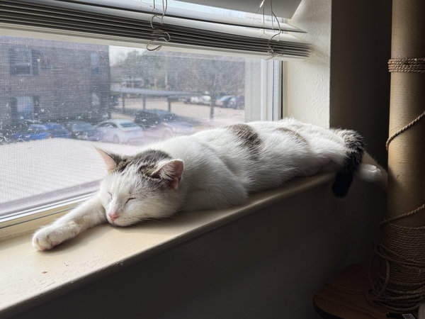 Mousey