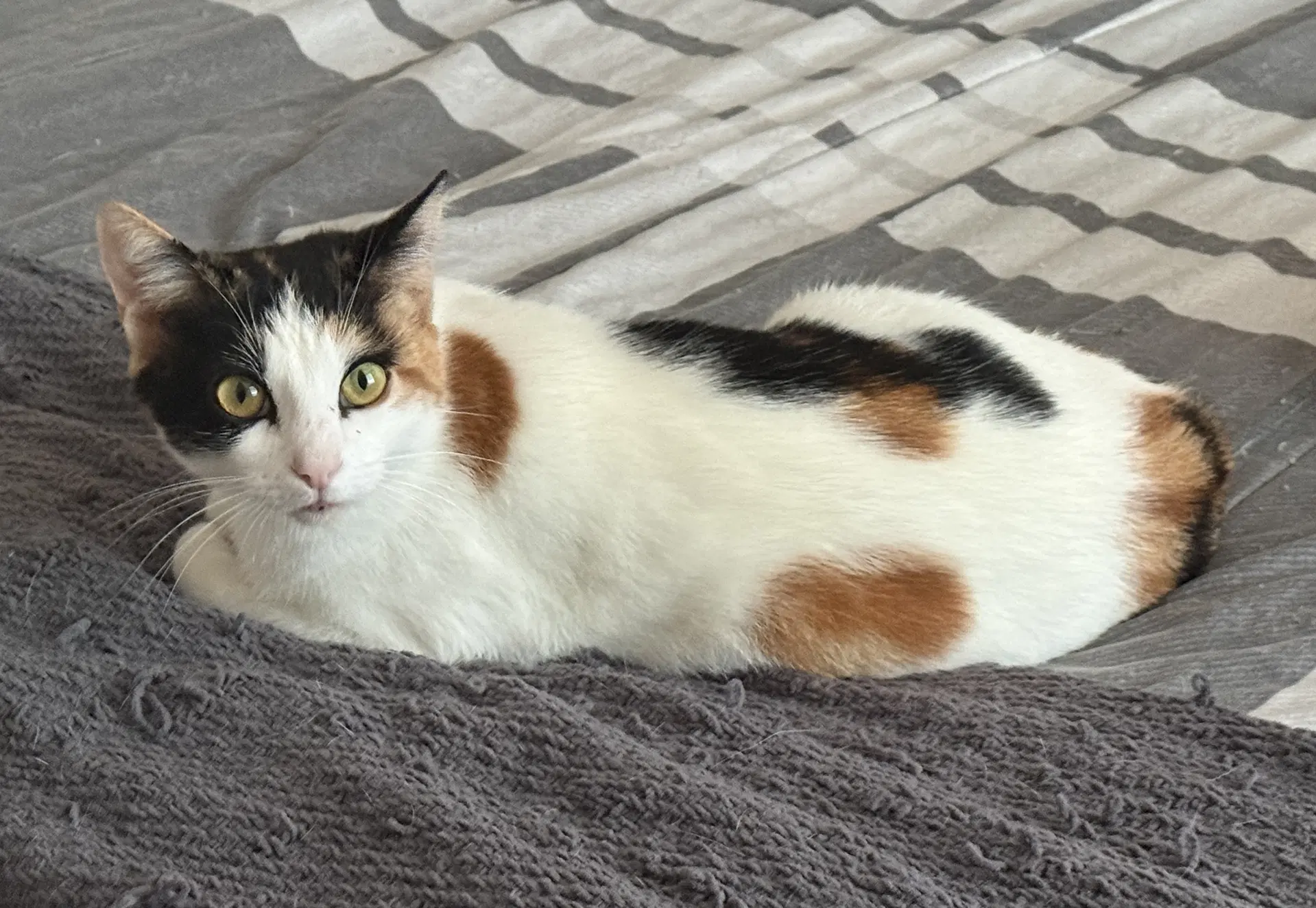Minky - Domestic Short Hair
