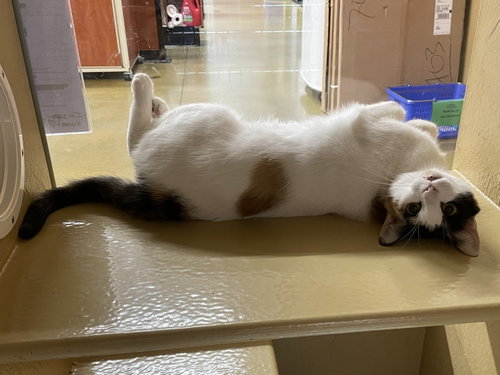 MINKY - Domestic Short Hair / Calico available for adoption