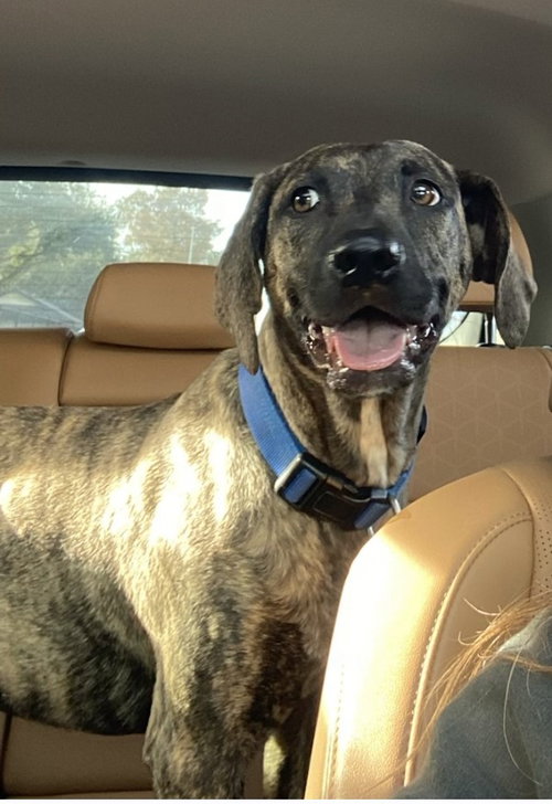 picture of the dog needing adoption