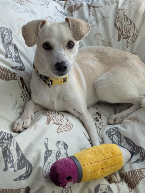 Findley, an adoptable Chihuahua in Missouri City, TX