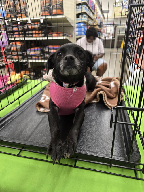 Odela, an adoptable Chihuahua in Missouri City, TX
