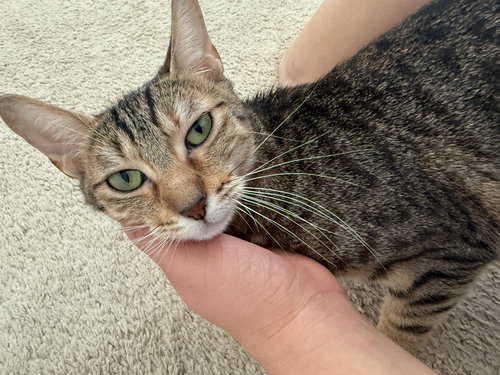 picture of the cat needing adoption