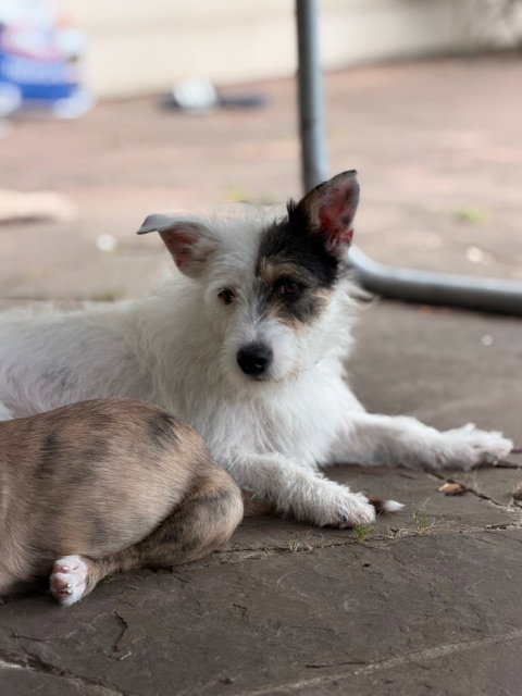 Tristina