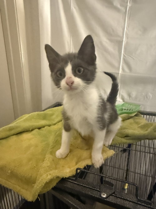 Iversoni, Baby Domestic Short Hair / Mixed (short coat), cat for adoption in Friendswood, Texas