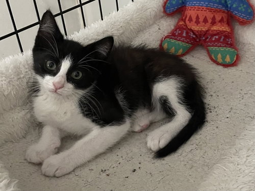 Kingsley, Baby Domestic Short Hair / Mixed (short coat), cat for adoption in Friendswood, Texas