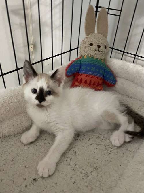 Kylar, Baby Siamese / Snowshoe / Mixed (short coat), cat for adoption in Friendswood, Texas