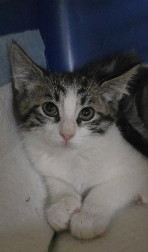 Katisha, Baby Domestic Short Hair / Mixed (short coat), cat for adoption in Friendswood, Texas