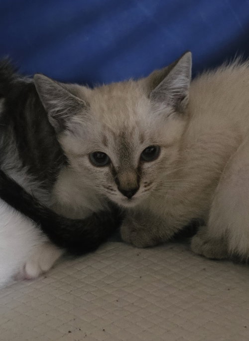 Kenyana, Baby Siamese / Mixed (short coat), cat for adoption in Friendswood, Texas