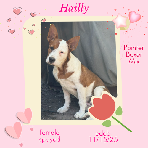 Hailly photo 2