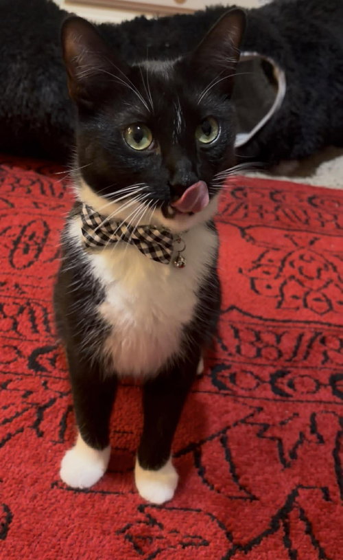 picture of the cat needing adoption