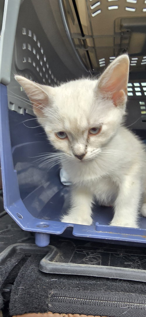 Loralea, an adoptable Siamese in Missouri City, TX