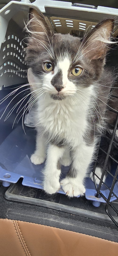 Lundy, an adoptable Domestic Medium Hair in Missouri City, TX