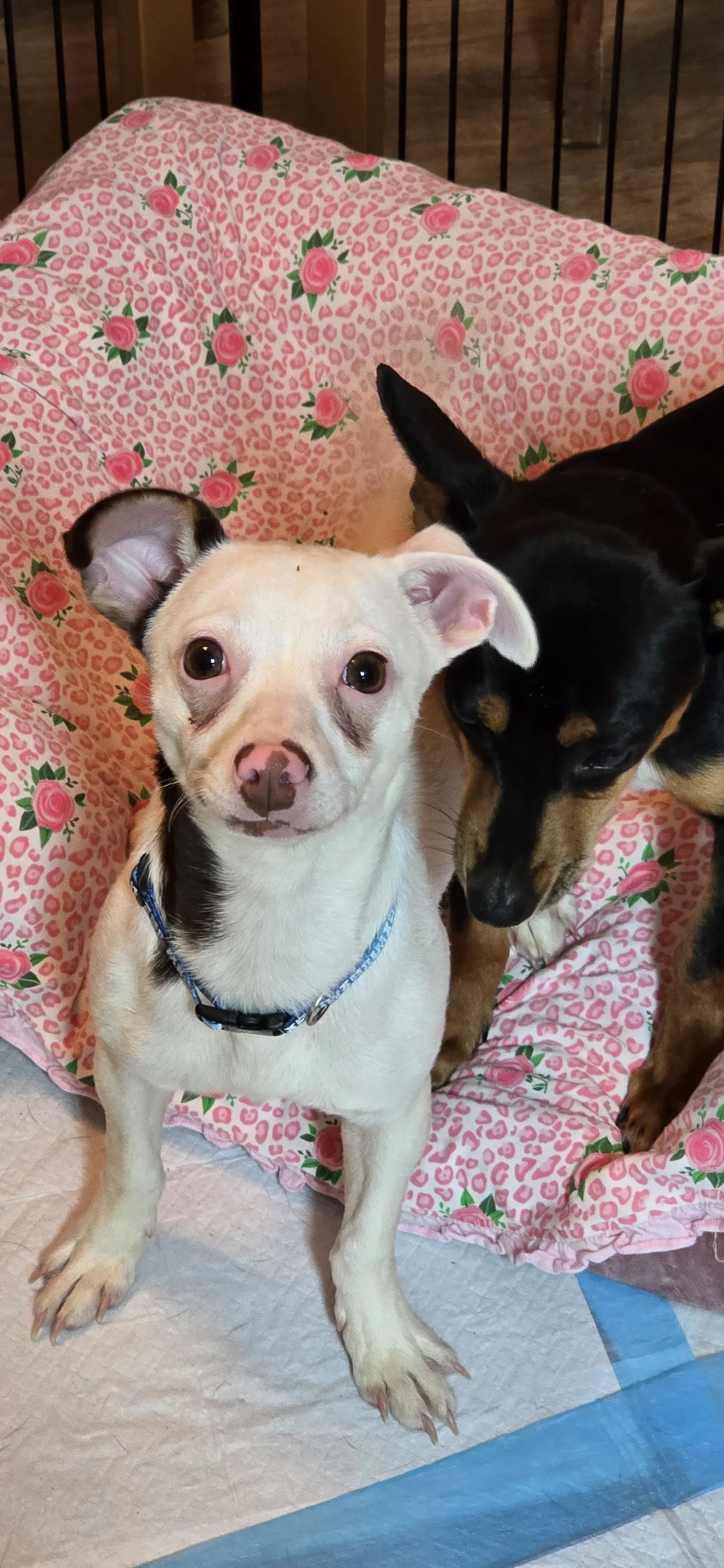 Rabella - Chihuahua