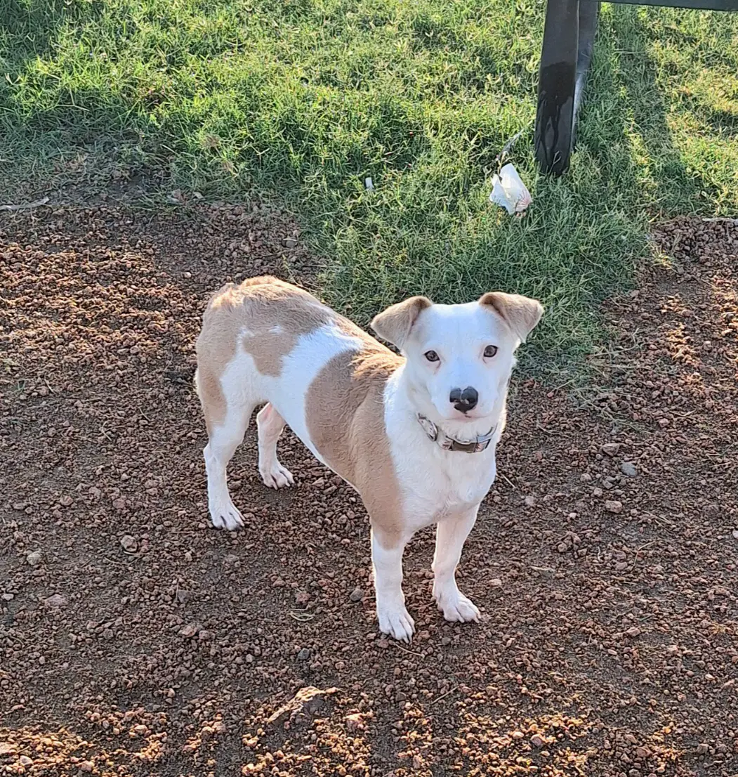 Maypearl - Jack Russell Terrier