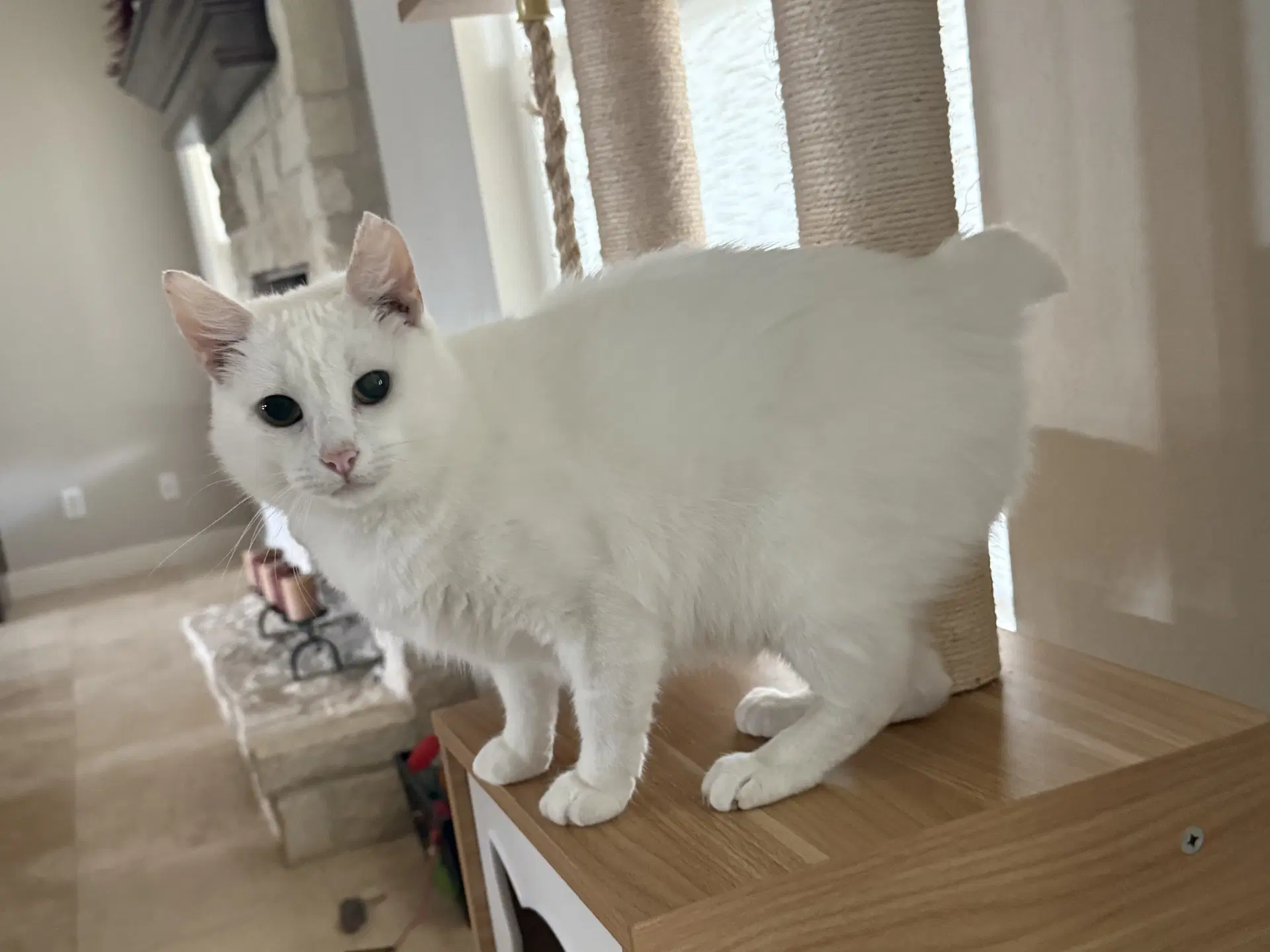 Zayna - Manx