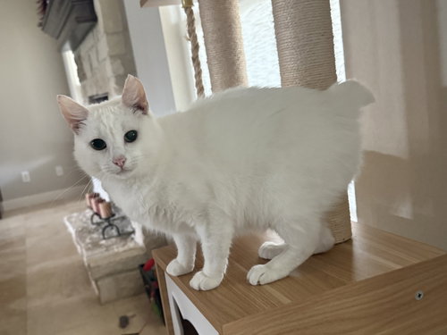 picture of the cat needing adoption