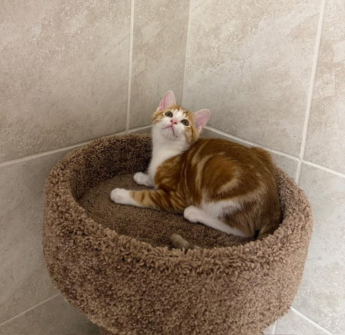 Romish, an adoptable Domestic Short Hair in Missouri City, TX