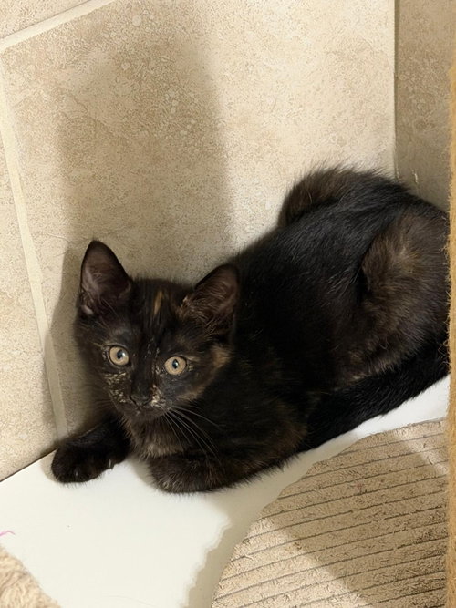 Rickina, an adoptable Domestic Short Hair in Missouri City, TX