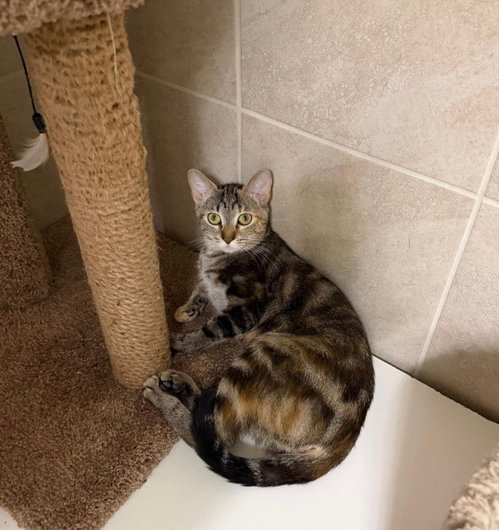 Rhodea, an adoptable Domestic Short Hair in Missouri City, TX