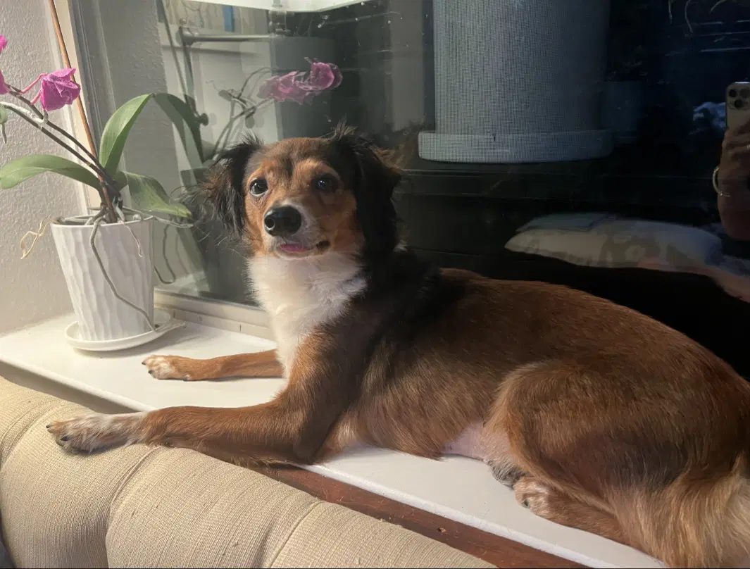 Lunamoon - Chihuahua