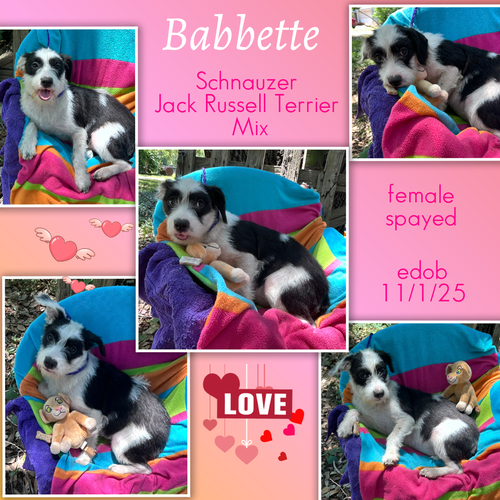 Babbette