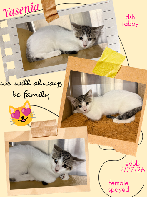 Yasenia, an adoptable Domestic Short Hair in Missouri City, TX
