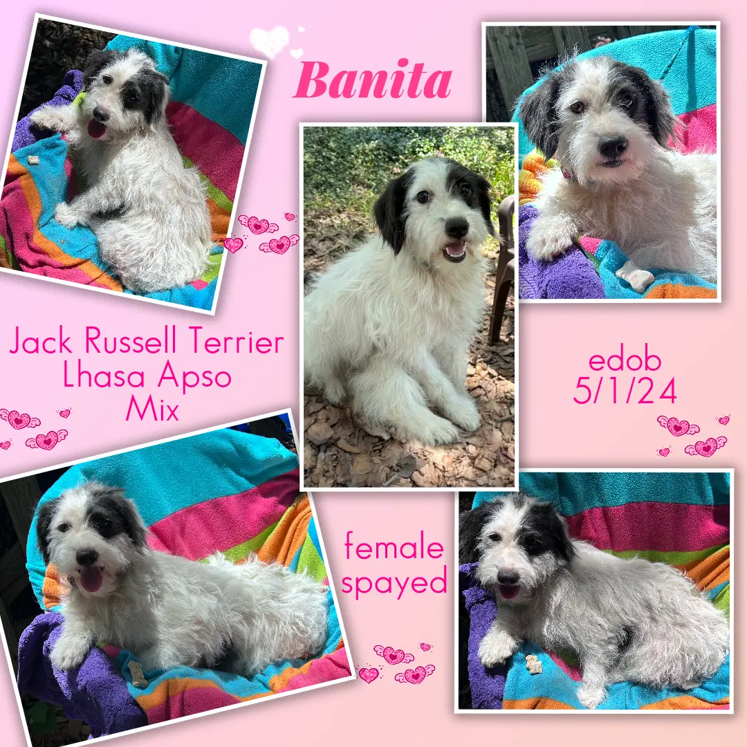 Banita - Schnauzer