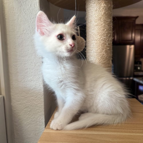 Tullio, an adoptable Domestic Medium Hair in Missouri City, TX