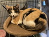 Butterscotch - Photo 3