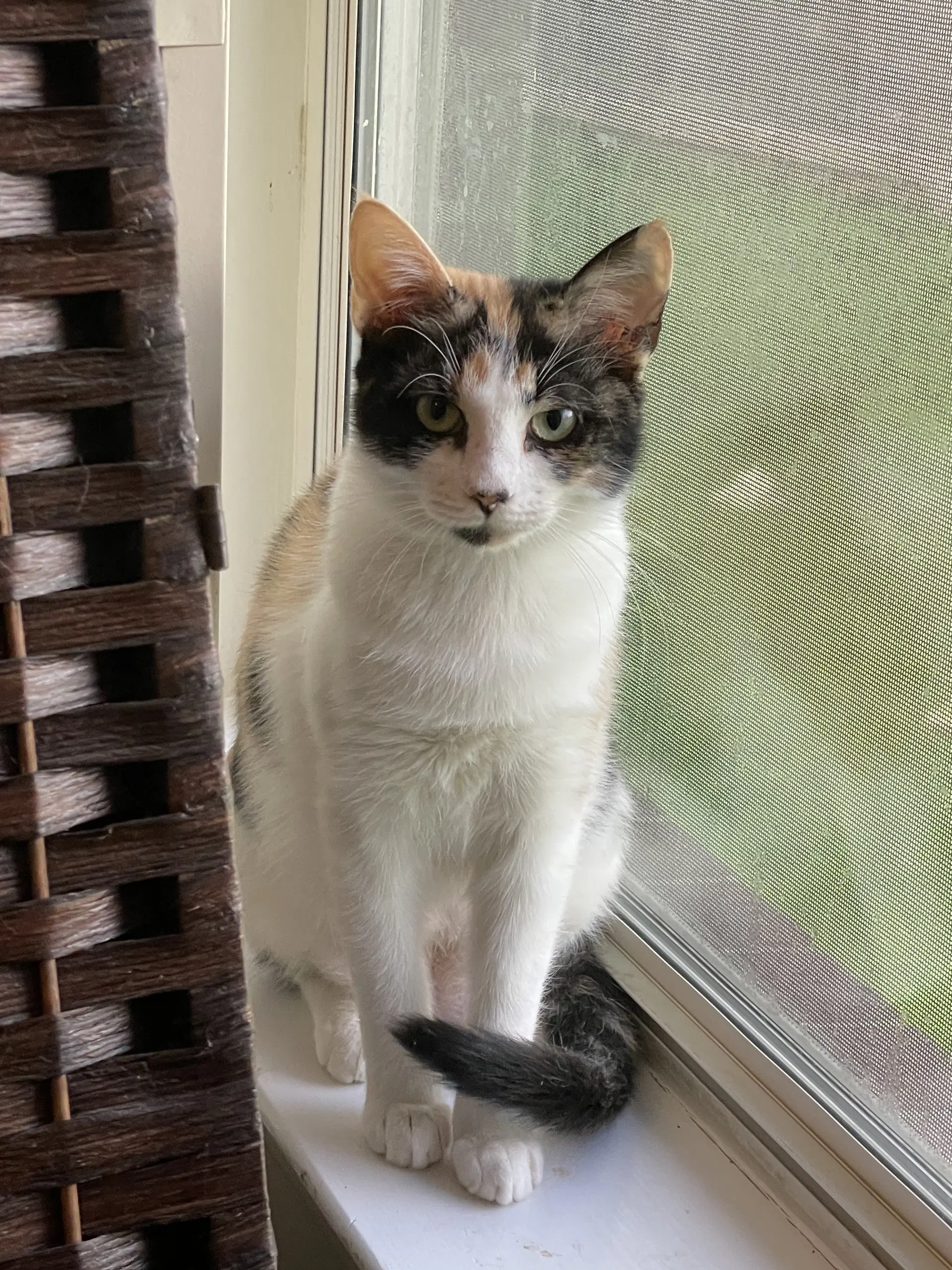 Butterscotch - Domestic Short Hair