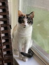 Butterscotch - Photo 1