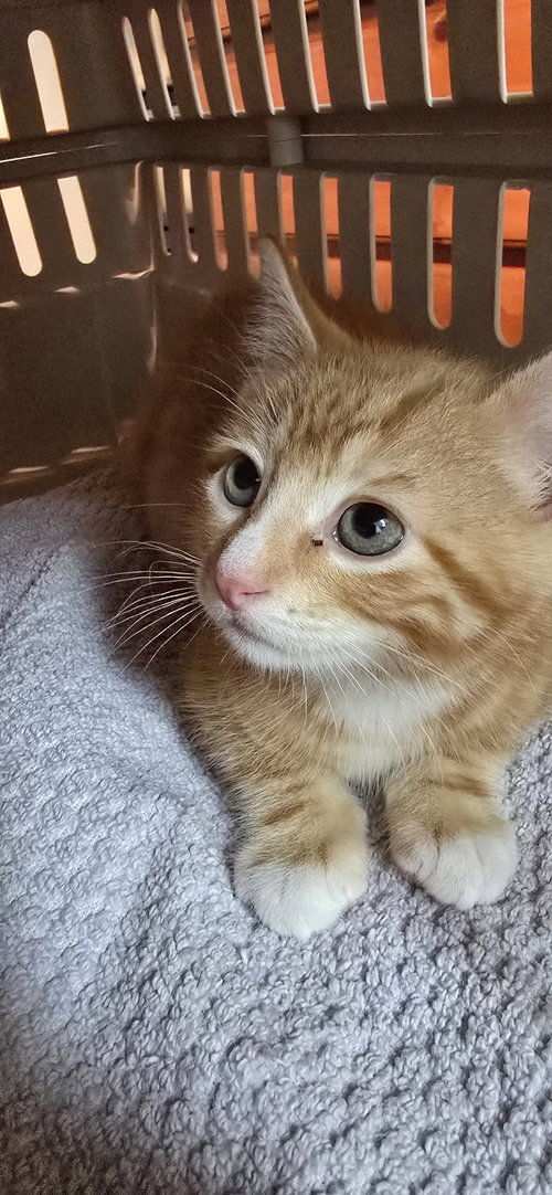 Hayjay, an adoptable Domestic Short Hair in Missouri City, TX