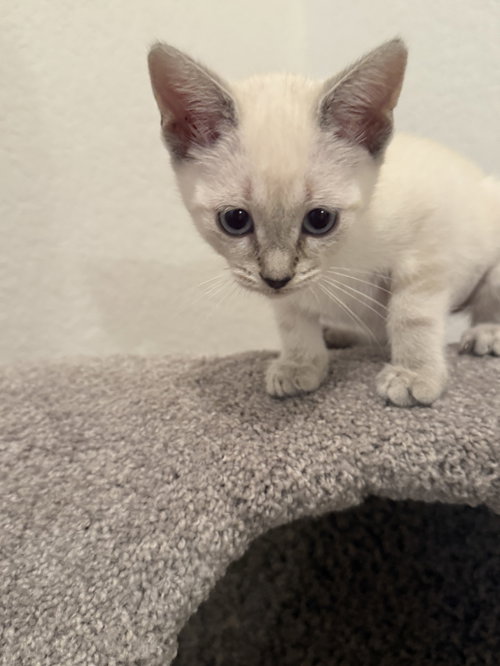Whitleyana